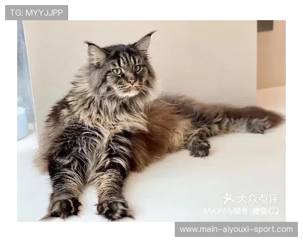 [选手名]的宠物经：作为战队的“猫奴”代表，他直播时的背景板永远是那只高冷的长毛波斯。🐱