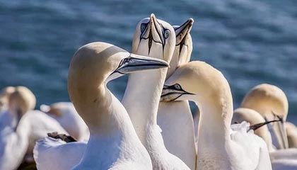 爱游戏下载-冬季重赛决定争冠球队与降级球队未来走势，冬季赛事项目